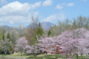 5月1日の桜